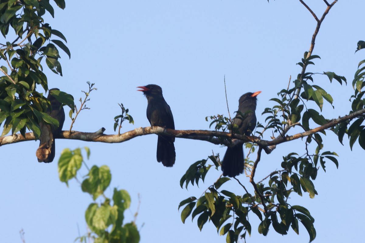 Black-fronted Nunbird - ML643132242