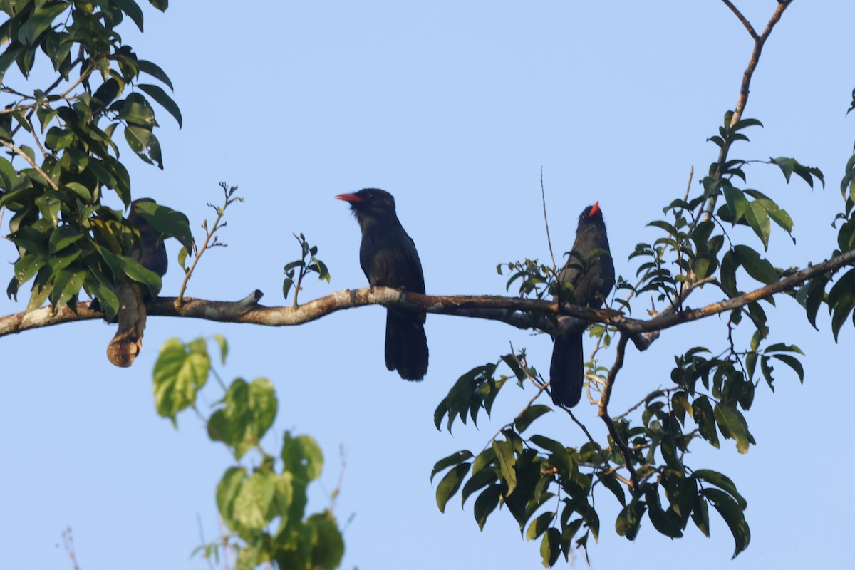 Black-fronted Nunbird - ML643132243