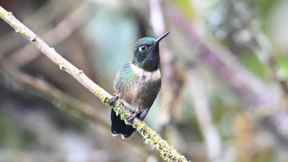 Amethyst-throated Sunangel - ML643132244