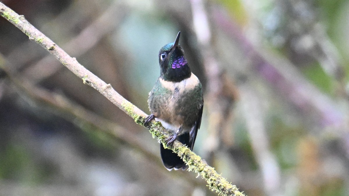 Amethyst-throated Sunangel - ML643132247