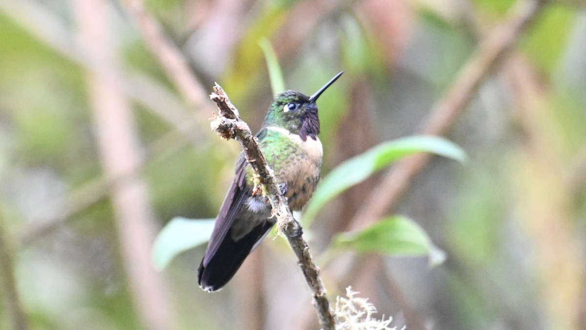Amethyst-throated Sunangel - ML643132252