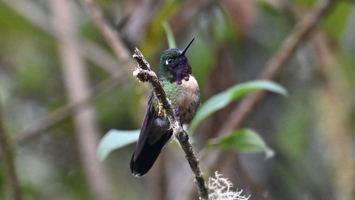 Amethyst-throated Sunangel - ML643132255