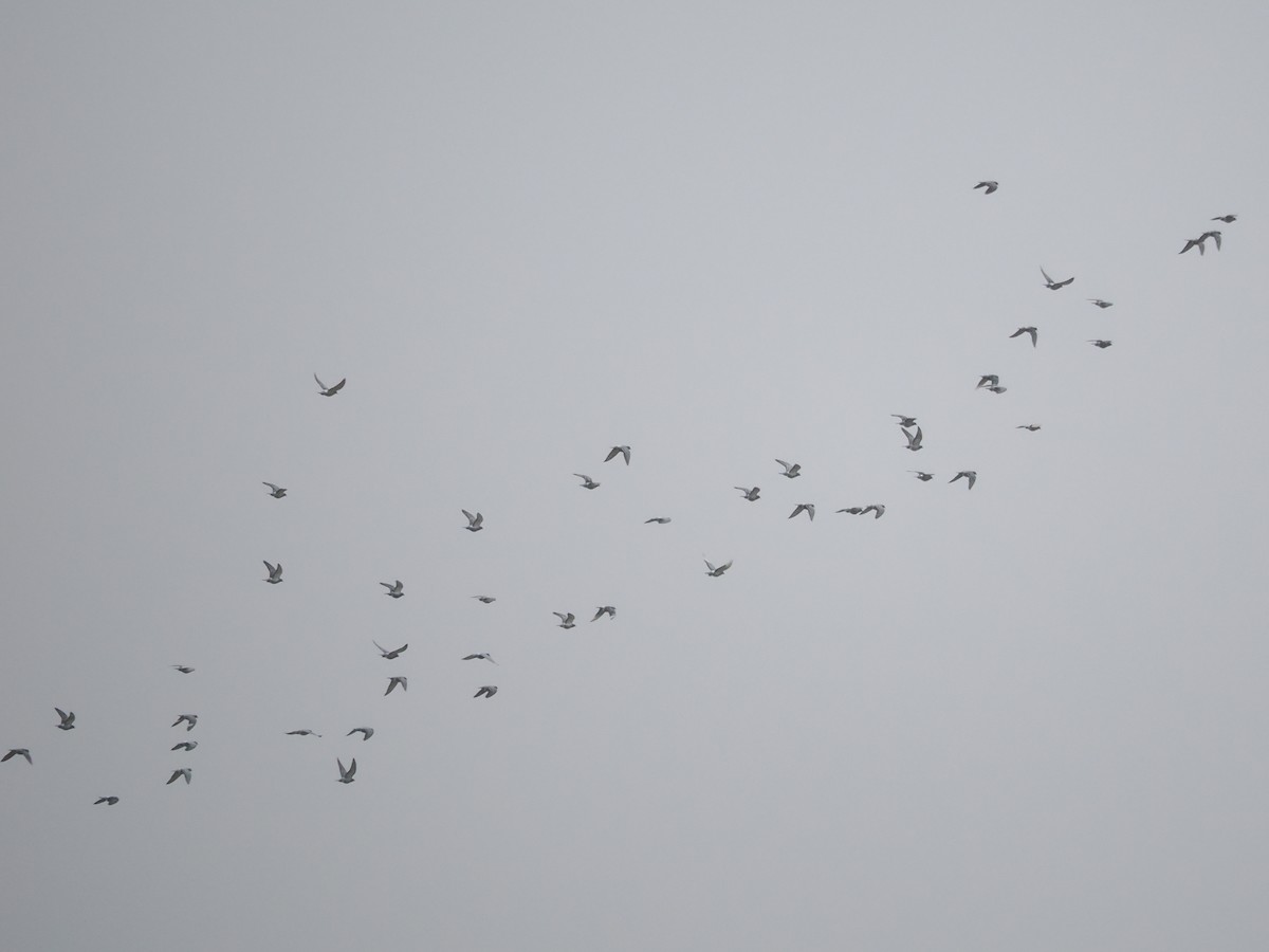 Pigeon des rochers - ML643132293