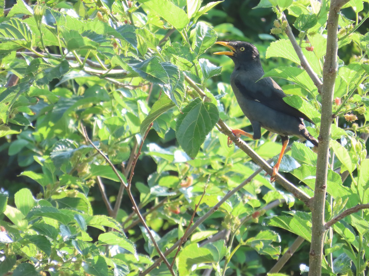 Javan Myna - ML643132299