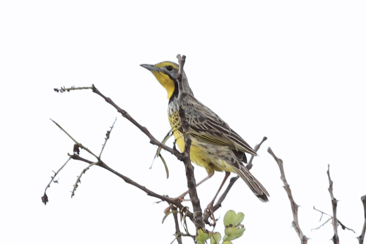 Yellow-throated Longclaw - ML643132340