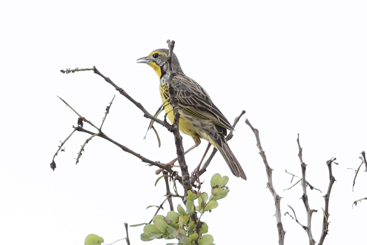 Yellow-throated Longclaw - ML643132341