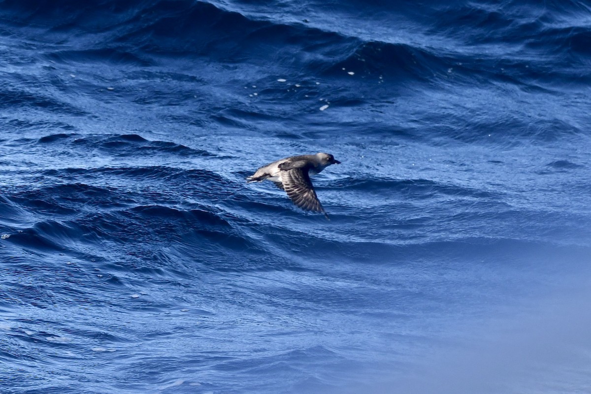 Cassin's Auklet - ML643132344