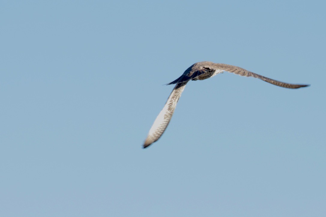 Prairie Falcon - ML643132386