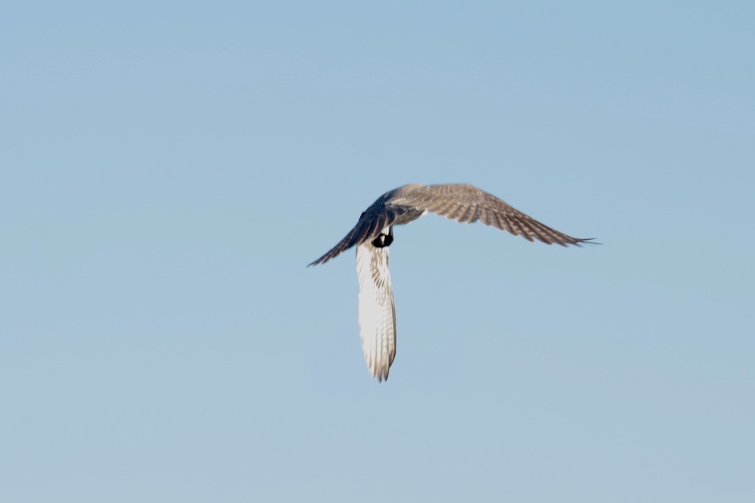 Prairie Falcon - ML643132387