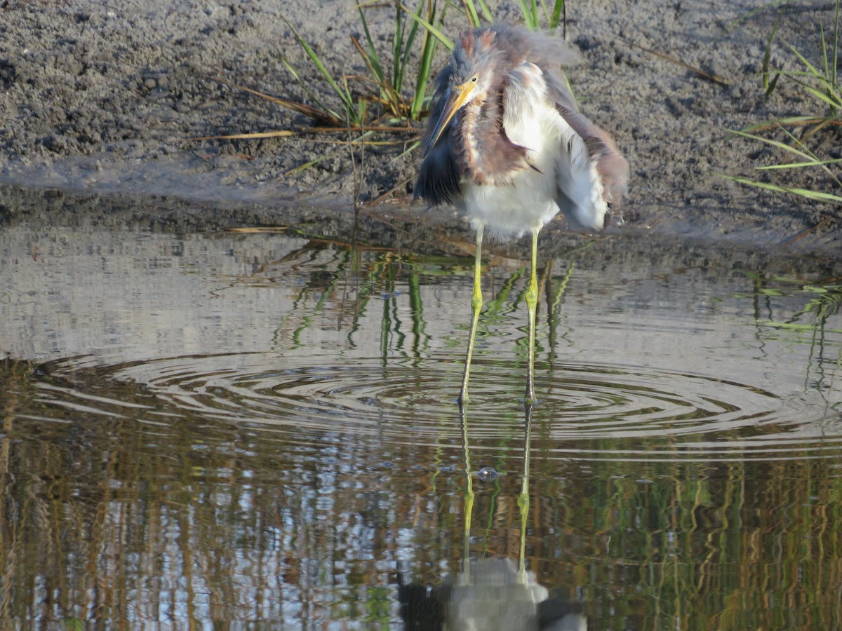 Tricolored Heron - ML643132394