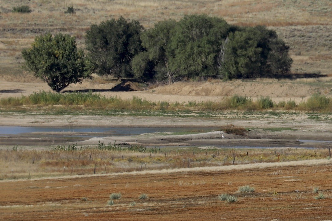 Great Blue Heron - ML643132395