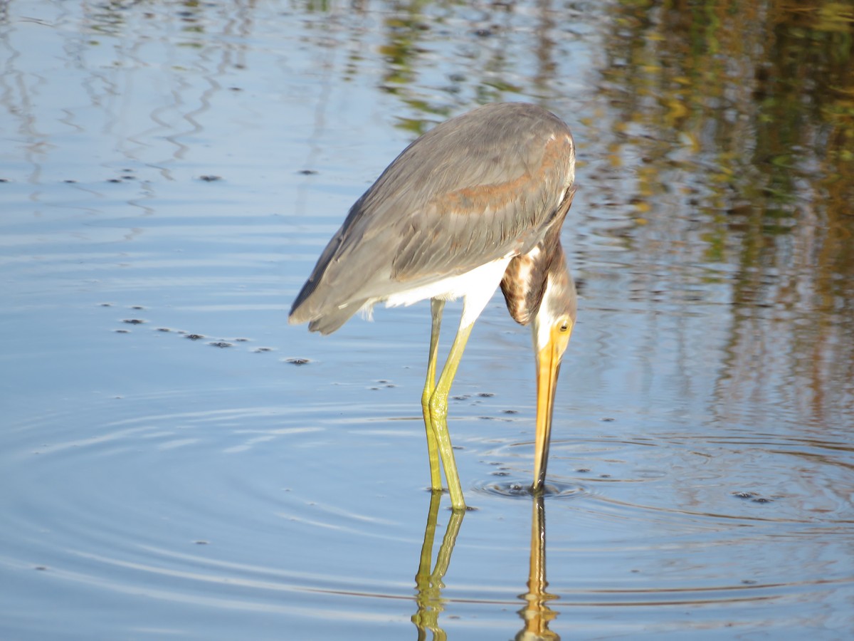 Tricolored Heron - ML643132397