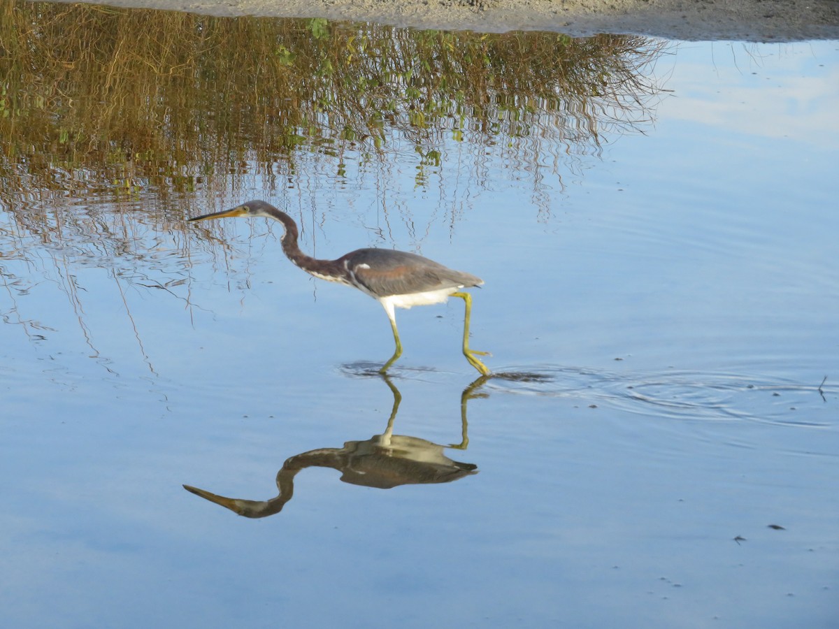 Tricolored Heron - ML643132407