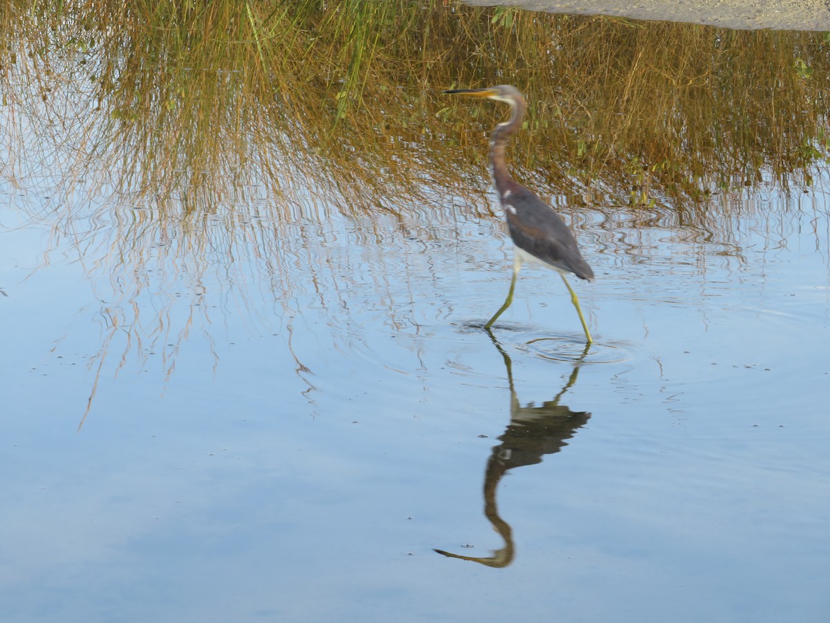 Tricolored Heron - ML643132413