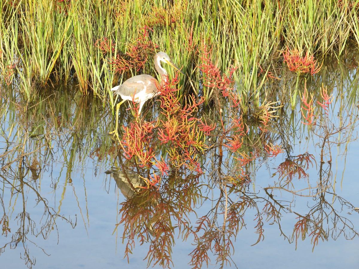 Tricolored Heron - ML643132425