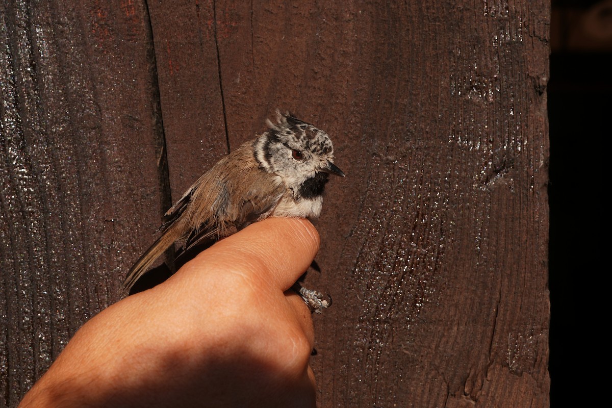 Crested Tit - ML643132426