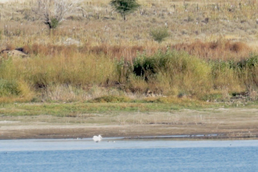 American White Pelican - ML643132434
