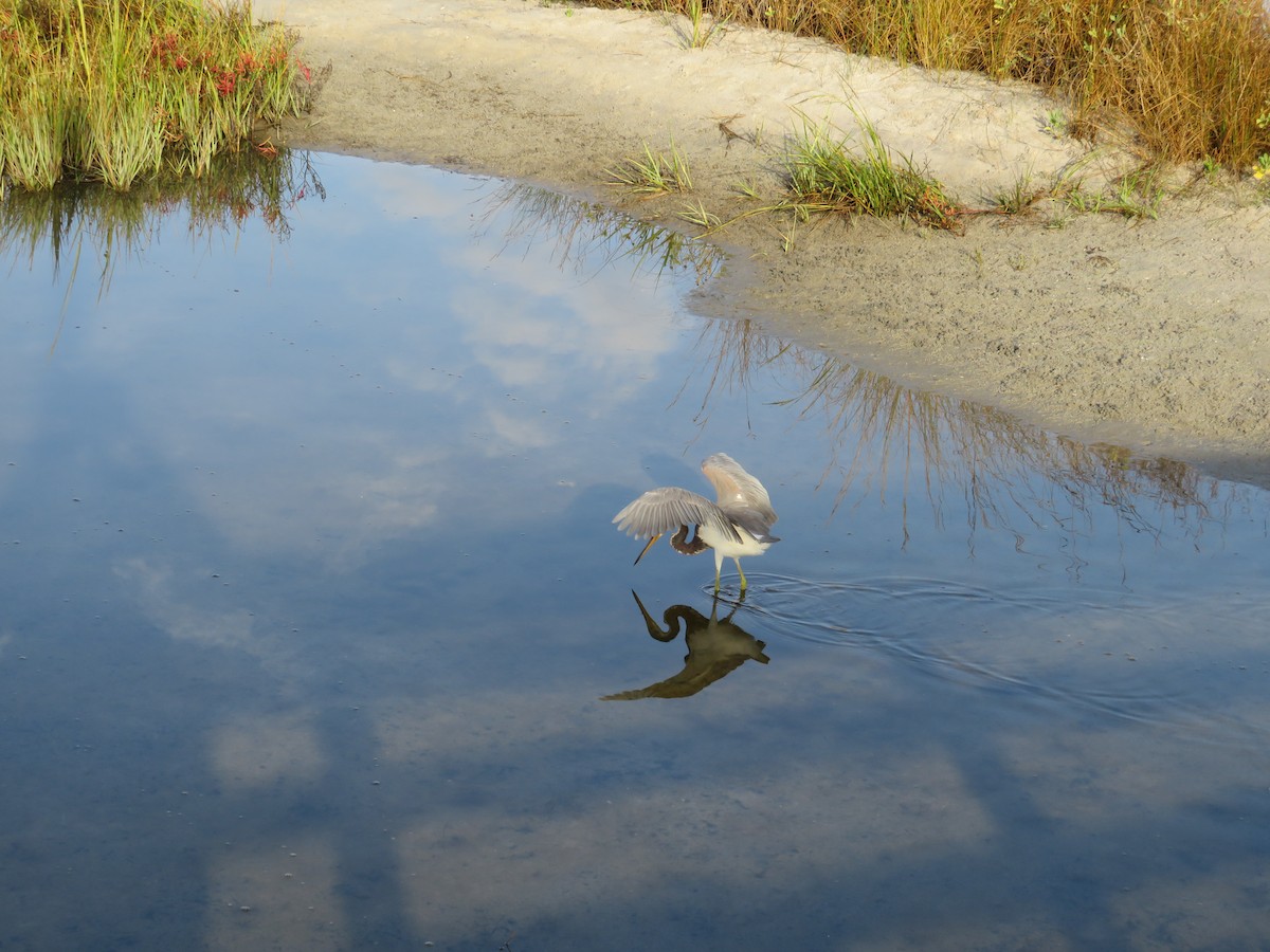 Tricolored Heron - ML643132447