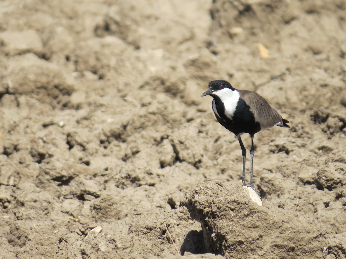 Spur-winged Lapwing - ML643132479