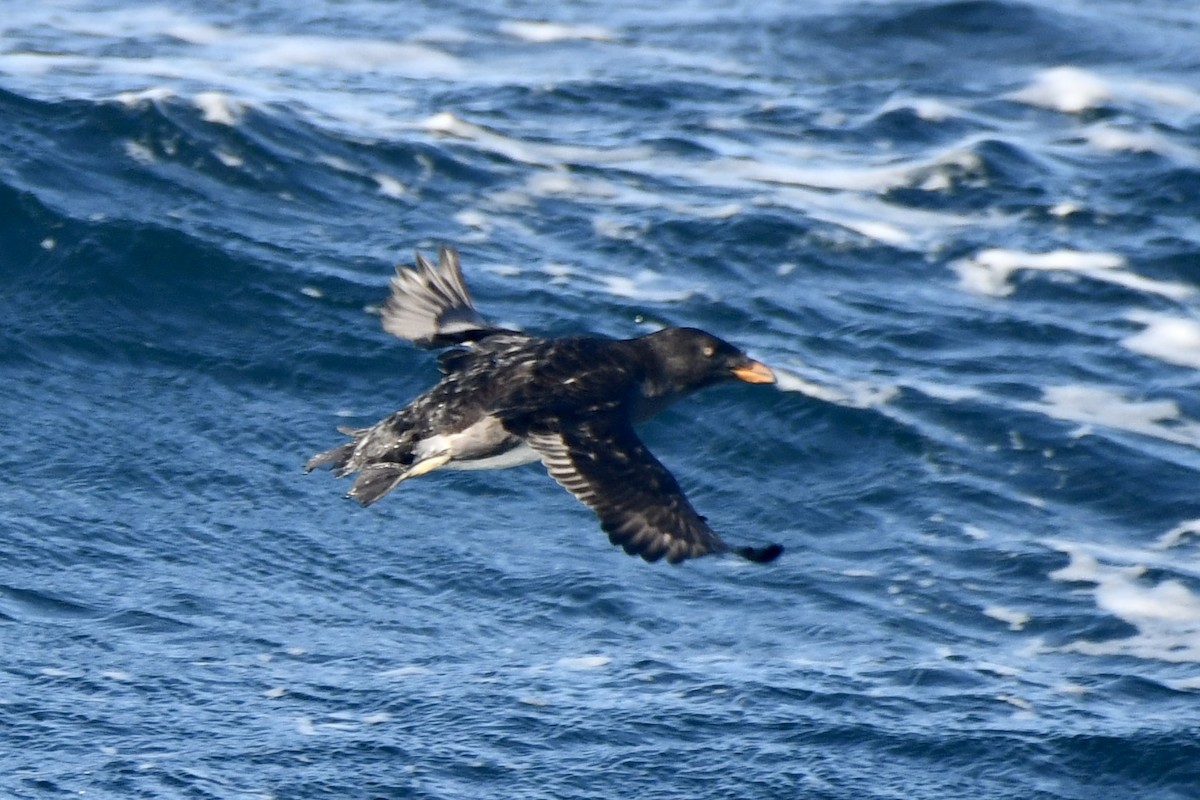Rhinoceros Auklet - ML643132480
