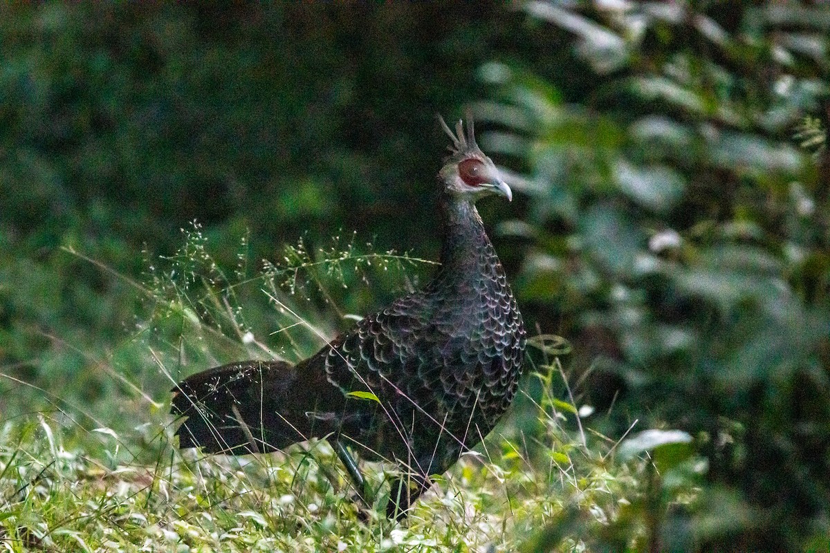 Kalij Pheasant - ML643132483