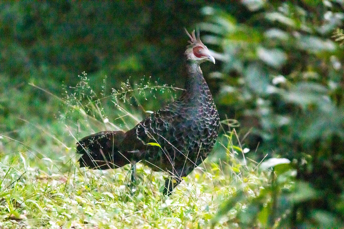 Kalij Pheasant - ML643132484