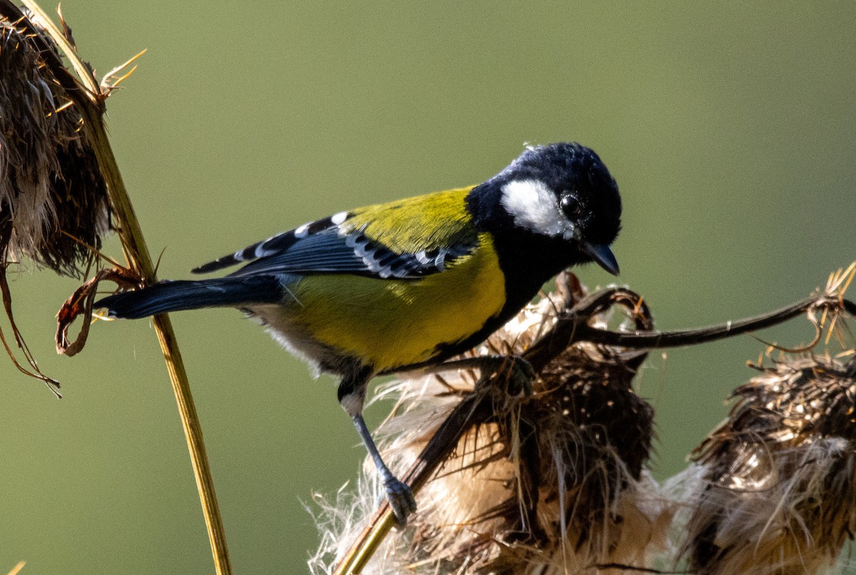 Green-backed Tit - ML643132495