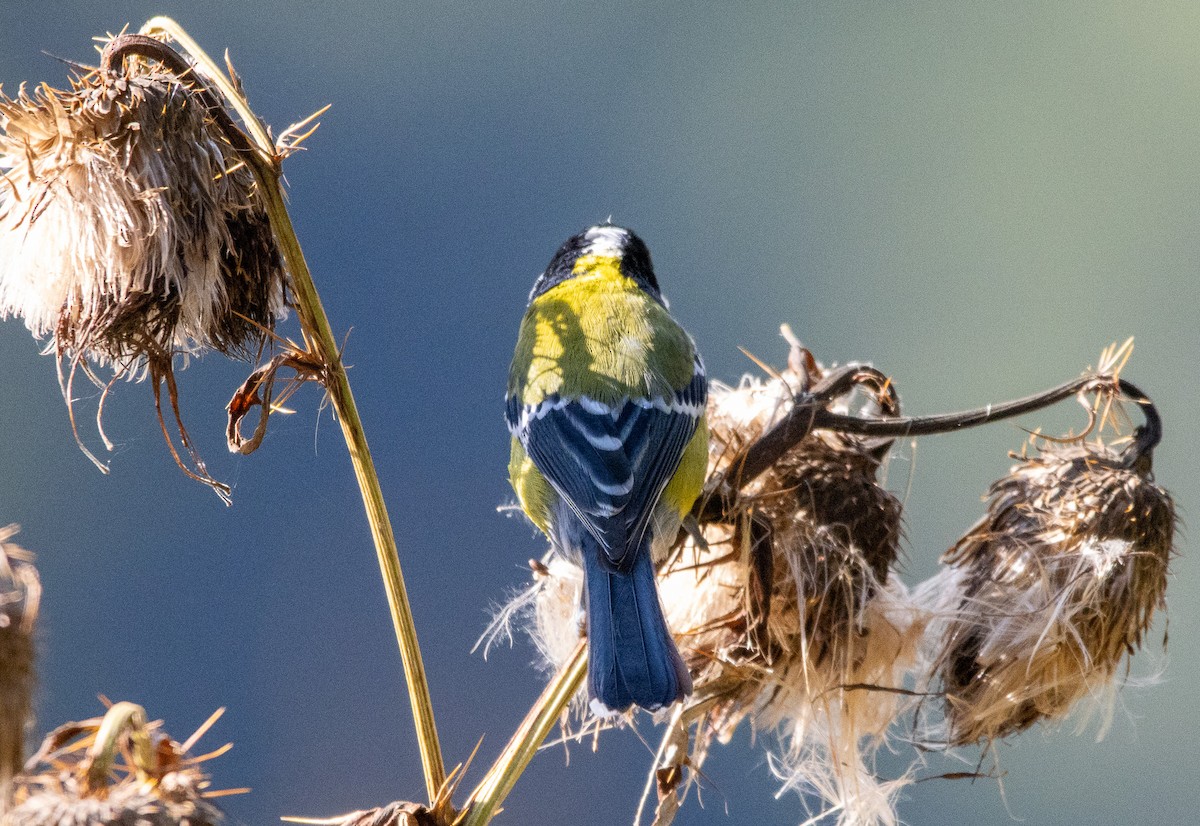 Green-backed Tit - ML643132497