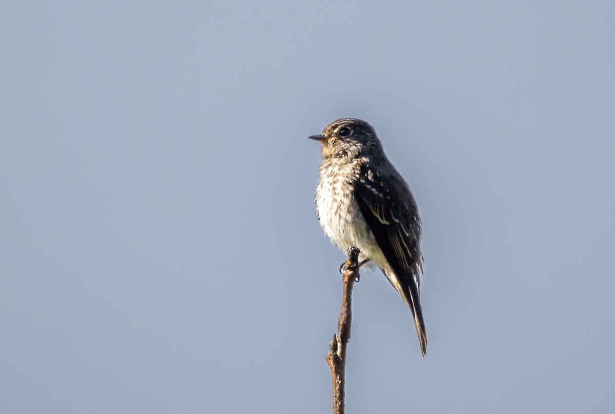 Dark-sided Flycatcher - ML643132510