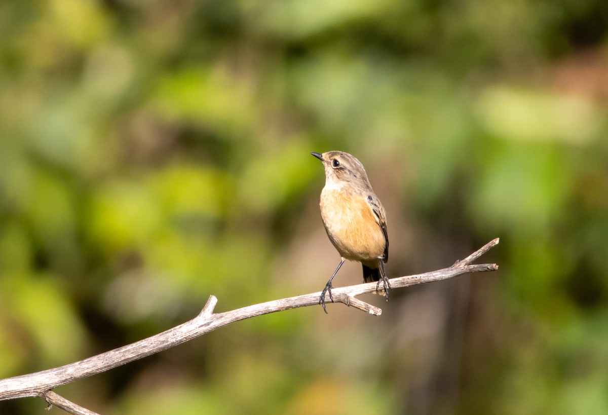 Gray Bushchat - ML643132514