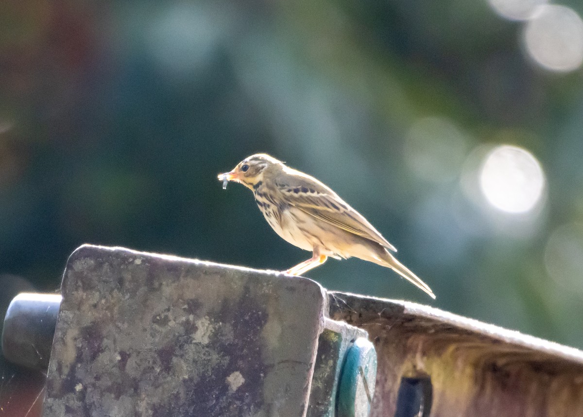 Olive-backed Pipit - ML643132528