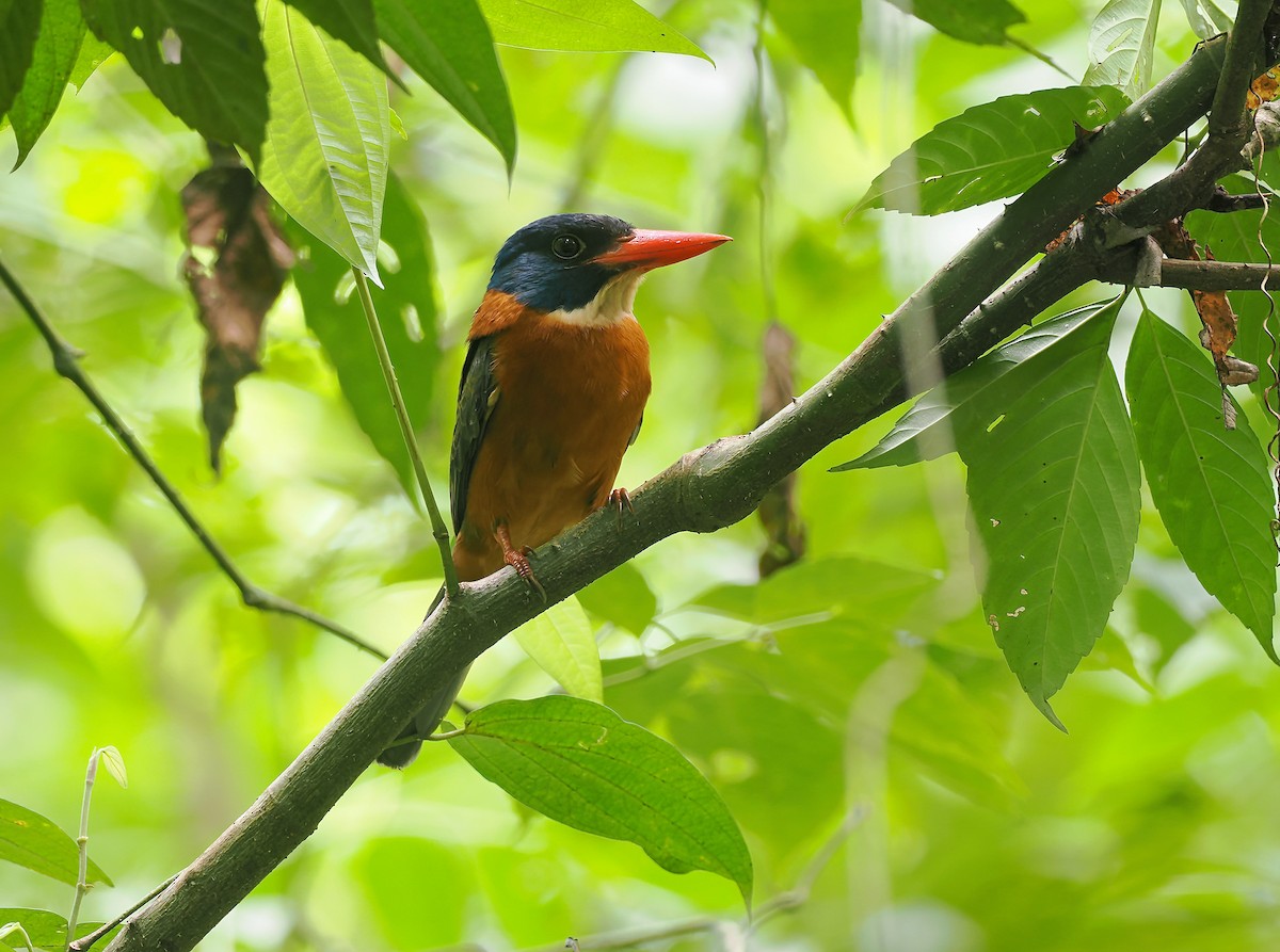 Yeşil Sırtlı Yalıçapkını (monachus) - ML643132549