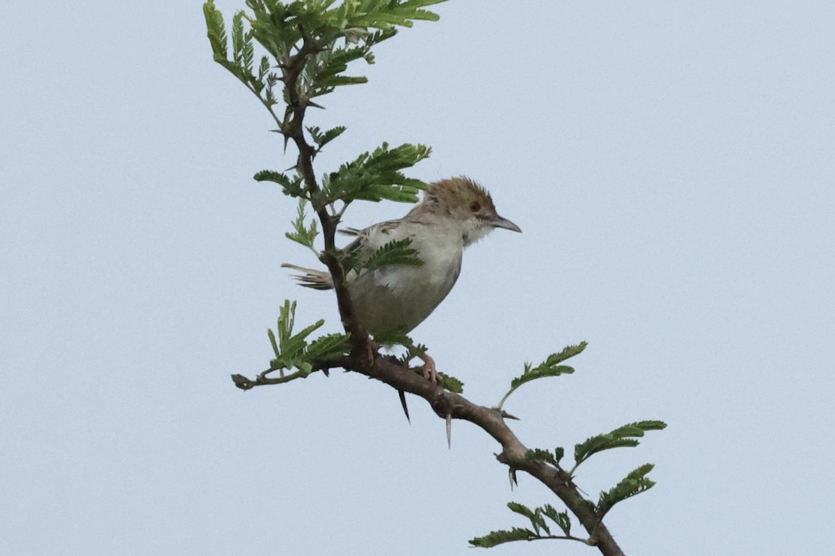 Rattling Cisticola - ML643132559