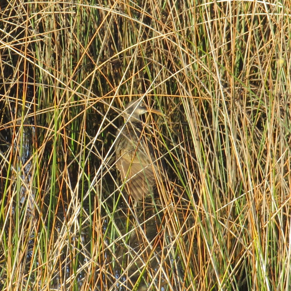 Clapper Rail - ML643132575