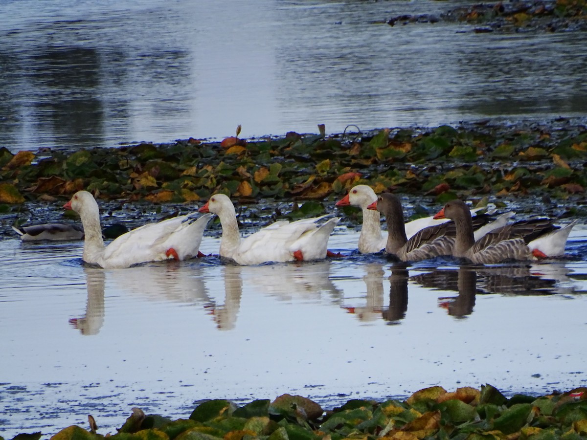 Graylag Goose (Domestic type) - ML643132577
