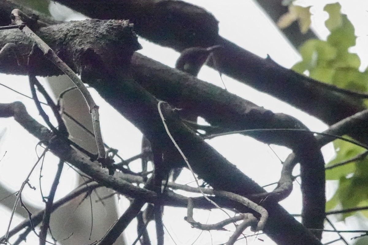 Yellow-spotted Honeyeater - ML643132581