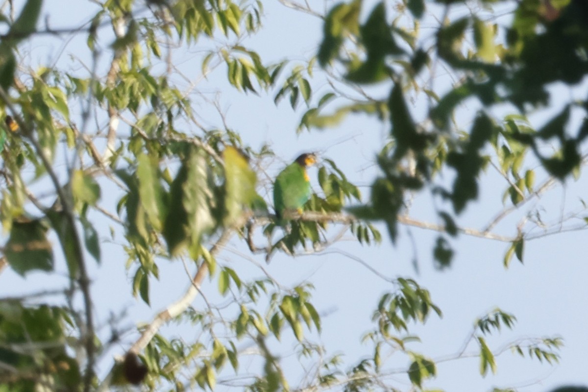 oransjekinnpapegøye - ML643132582