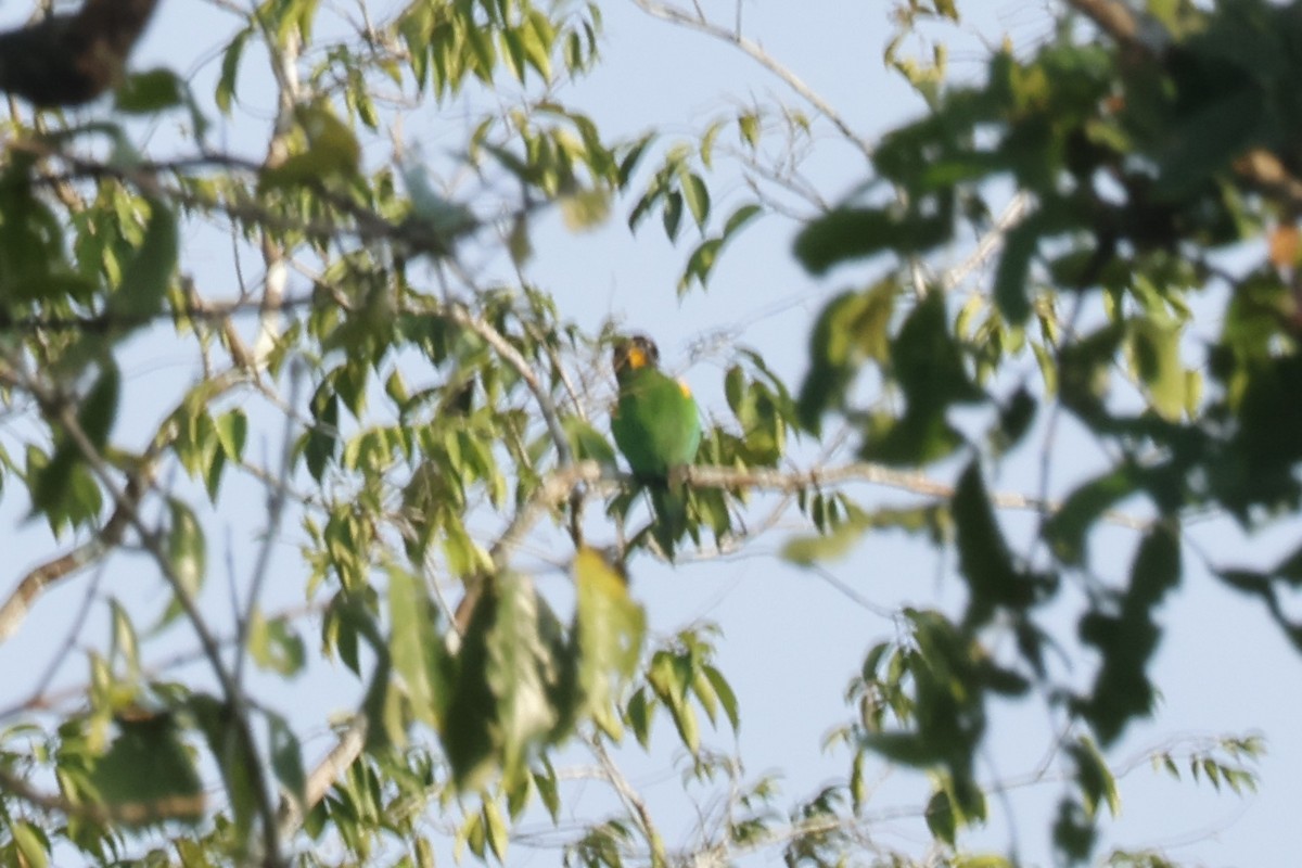 oransjekinnpapegøye - ML643132583