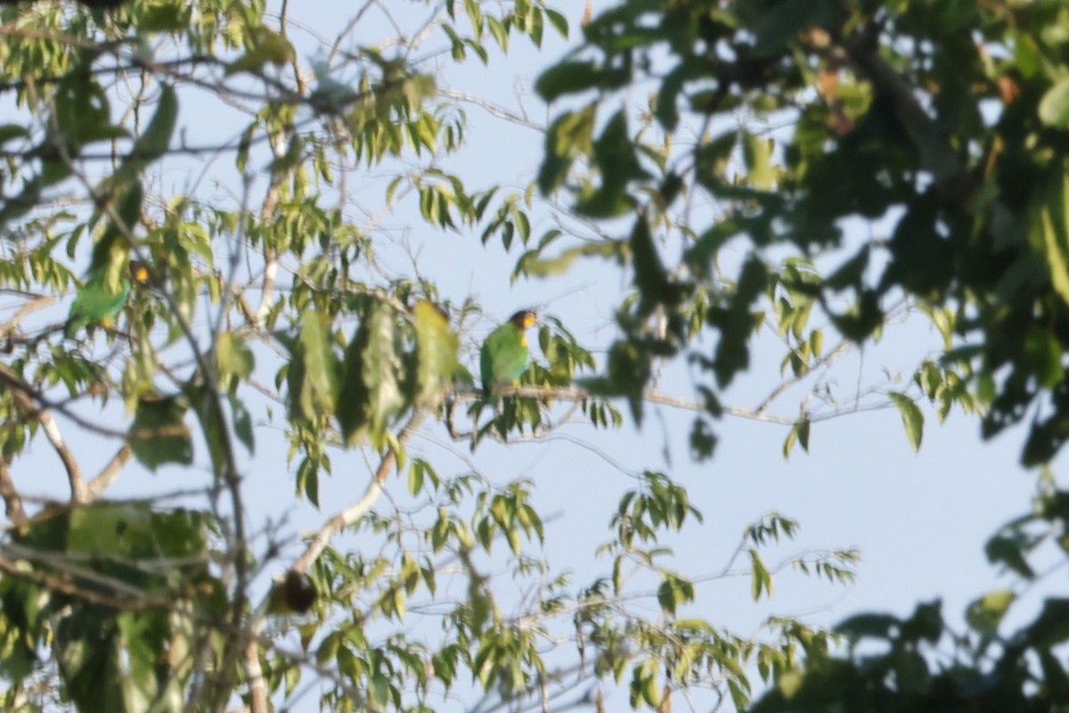 oransjekinnpapegøye - ML643132584