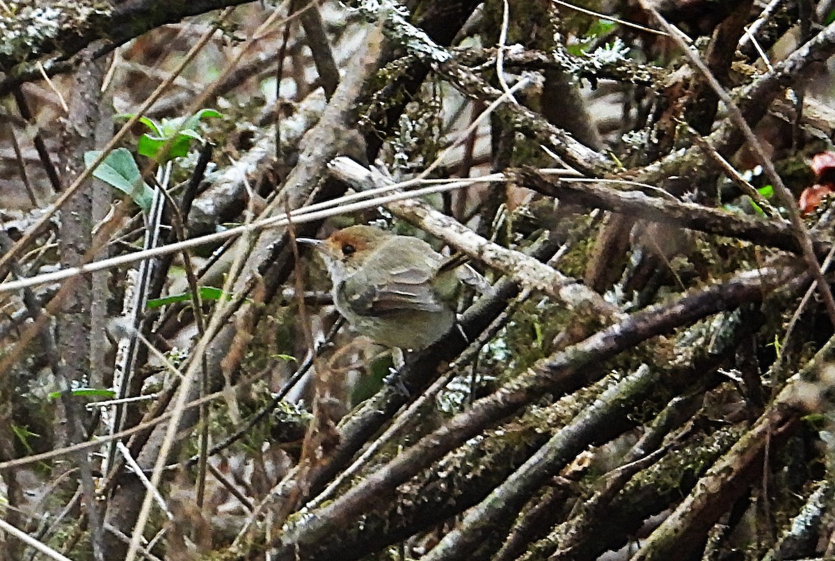 Fulvous-faced Scrub-Tyrant - ML643132588