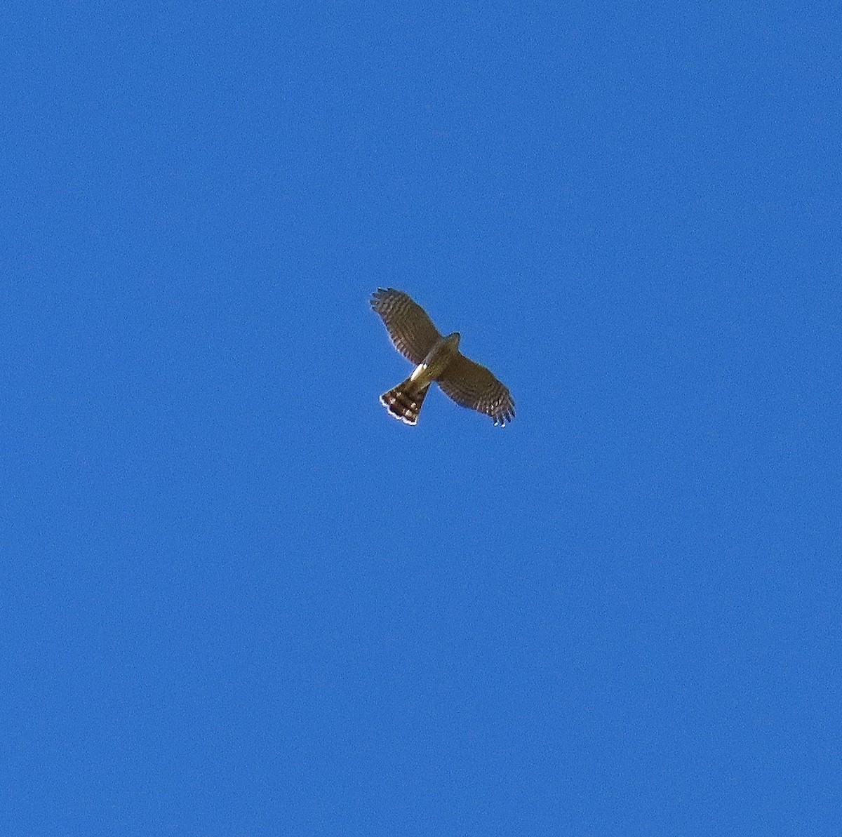Sharp-shinned Hawk - ML643132595