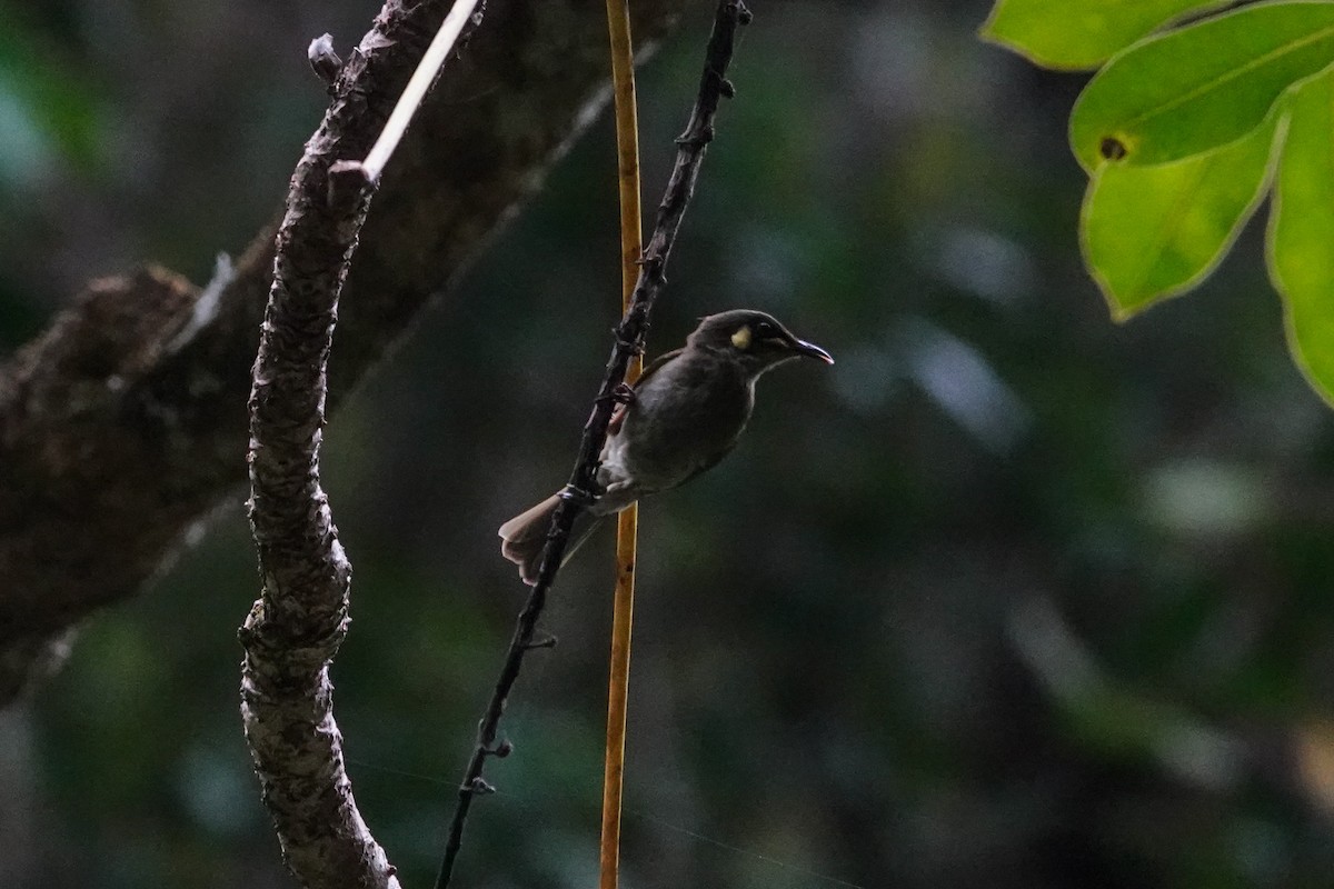 Yellow-spotted Honeyeater - ML643132596