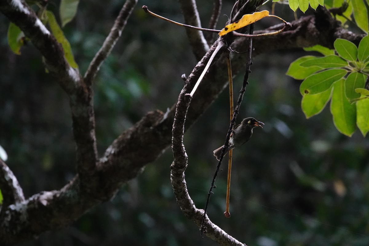 Yellow-spotted Honeyeater - ML643132597