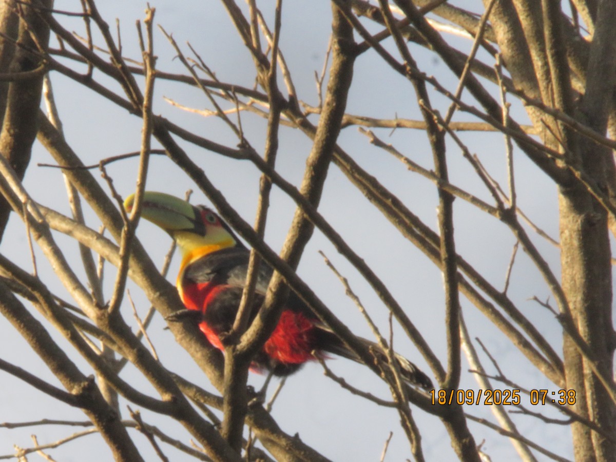 Red-breasted Toucan - ML643132598