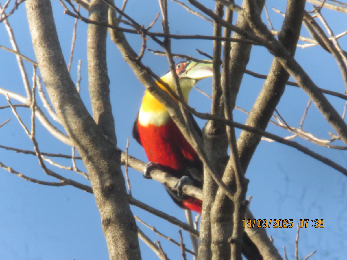Red-breasted Toucan - ML643132599