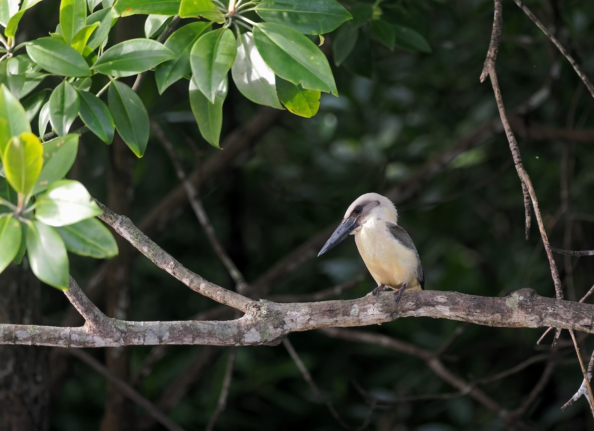 Great-billed Kingfisher - ML643132603