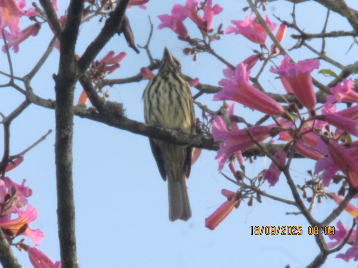 Streaked Flycatcher - ML643132604