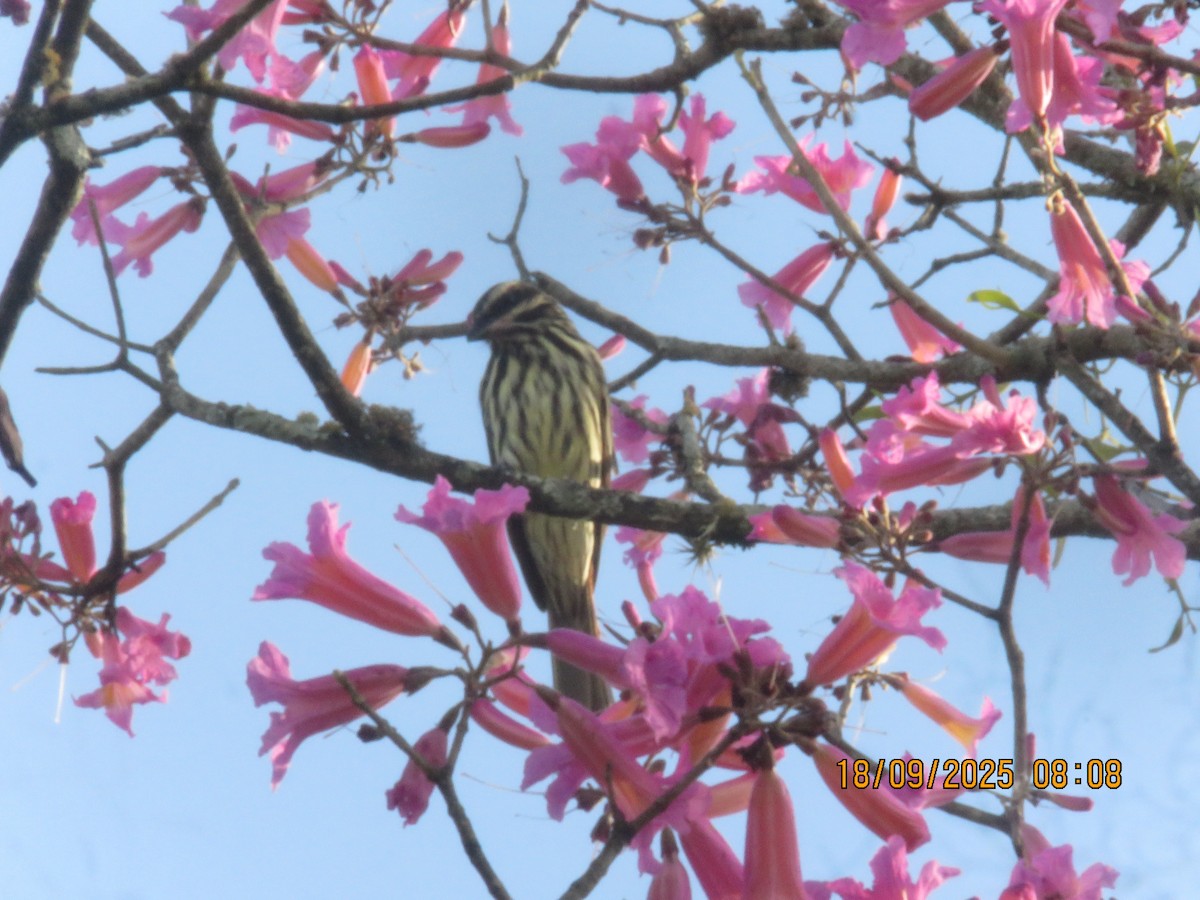 Streaked Flycatcher - ML643132605
