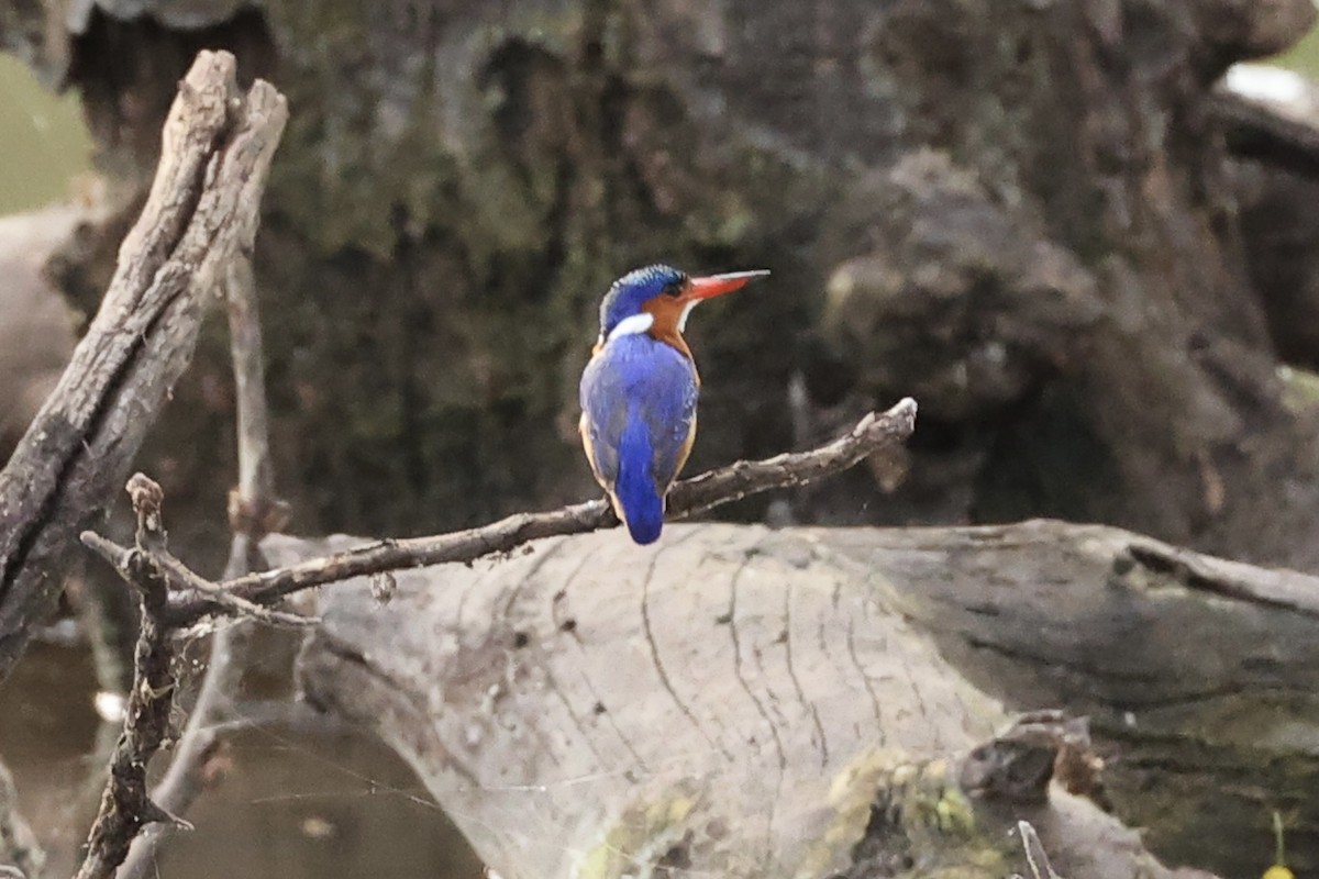 Malachite Kingfisher - ML643132608