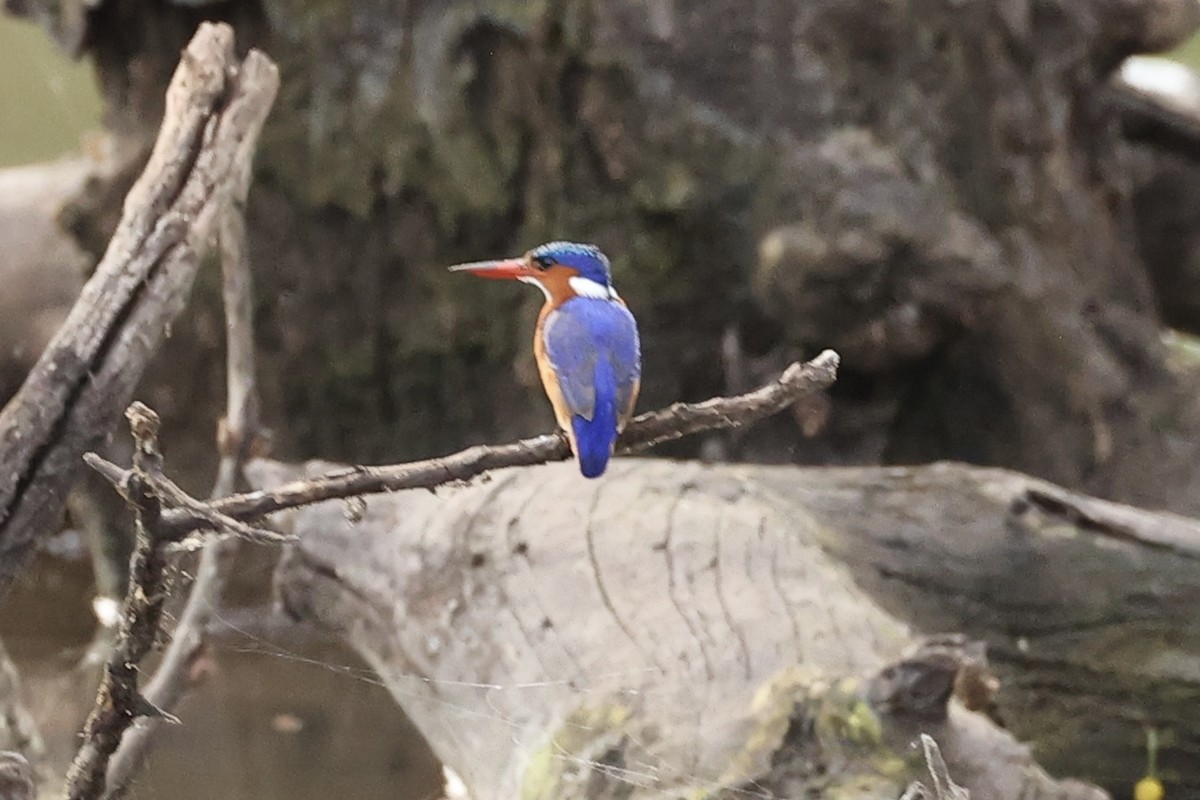 Malachite Kingfisher - ML643132609